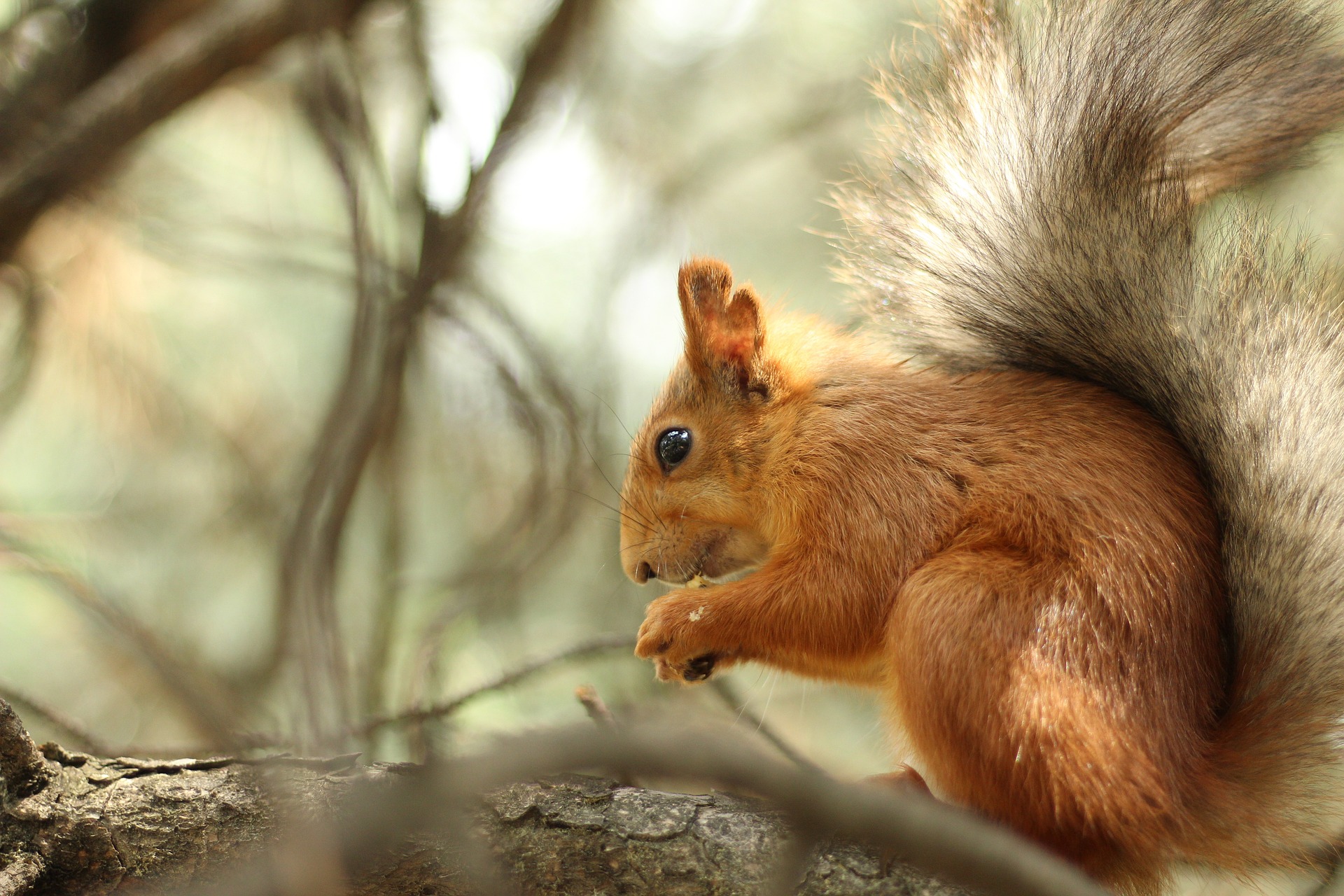 How to Get Rid of Ground Squirrels The 2 Best Natural Squirrel Repellents that Work