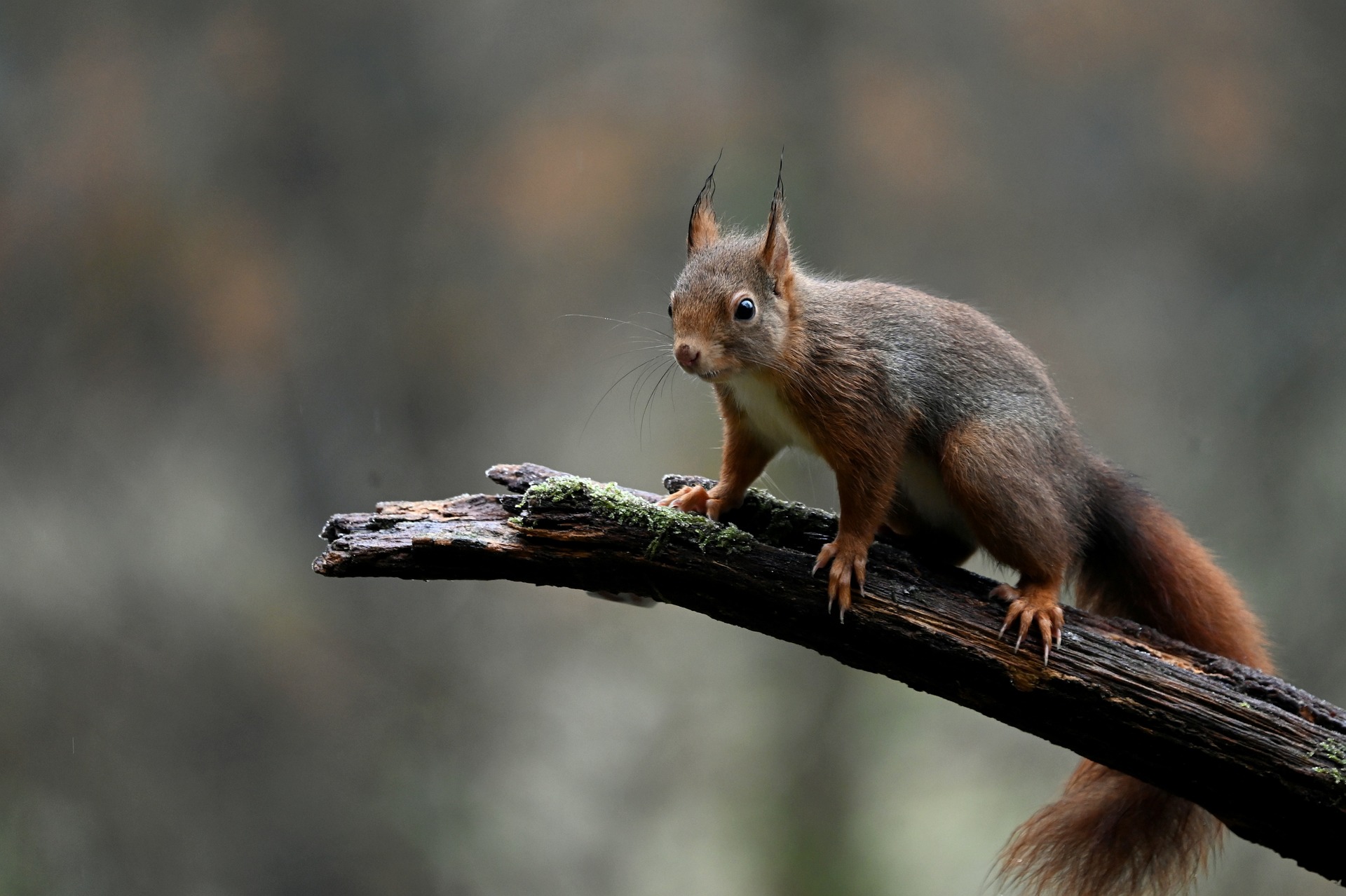 How to Get Rid of Squirrels in the Backyard Use Peppermint Oil Squirrel Repellent Balls