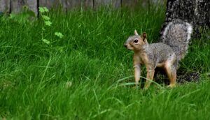 How to Get Rid of Squirrels in the Garden Use a Squirrel Fence!