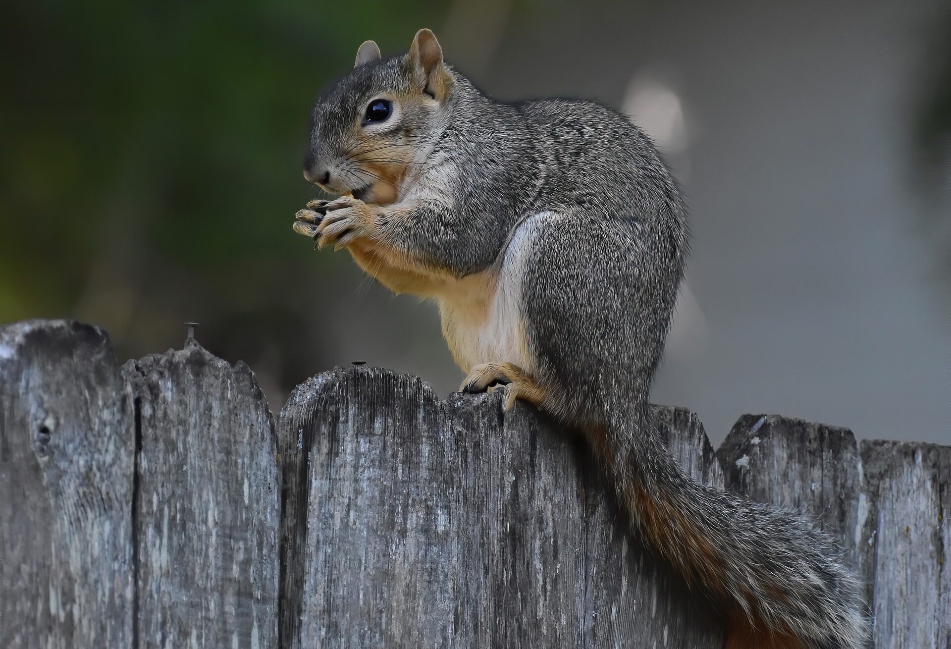 The Best Squirrel Repellent for Cars An Under Hood Rodent Repeller is the Way to Go