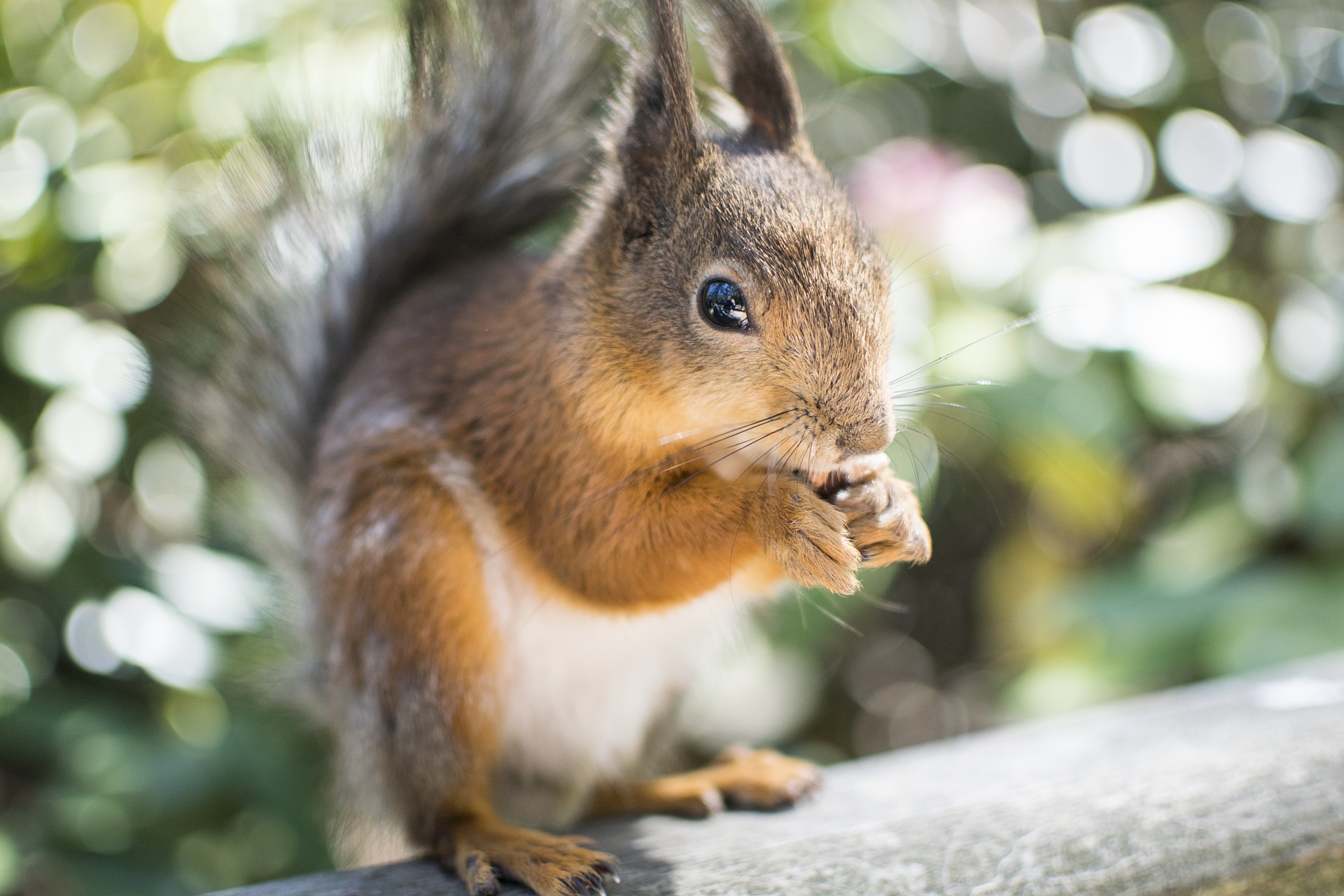 Want a Squirrel Repellent Garden These are the Best Plants that Repel Squirrels!