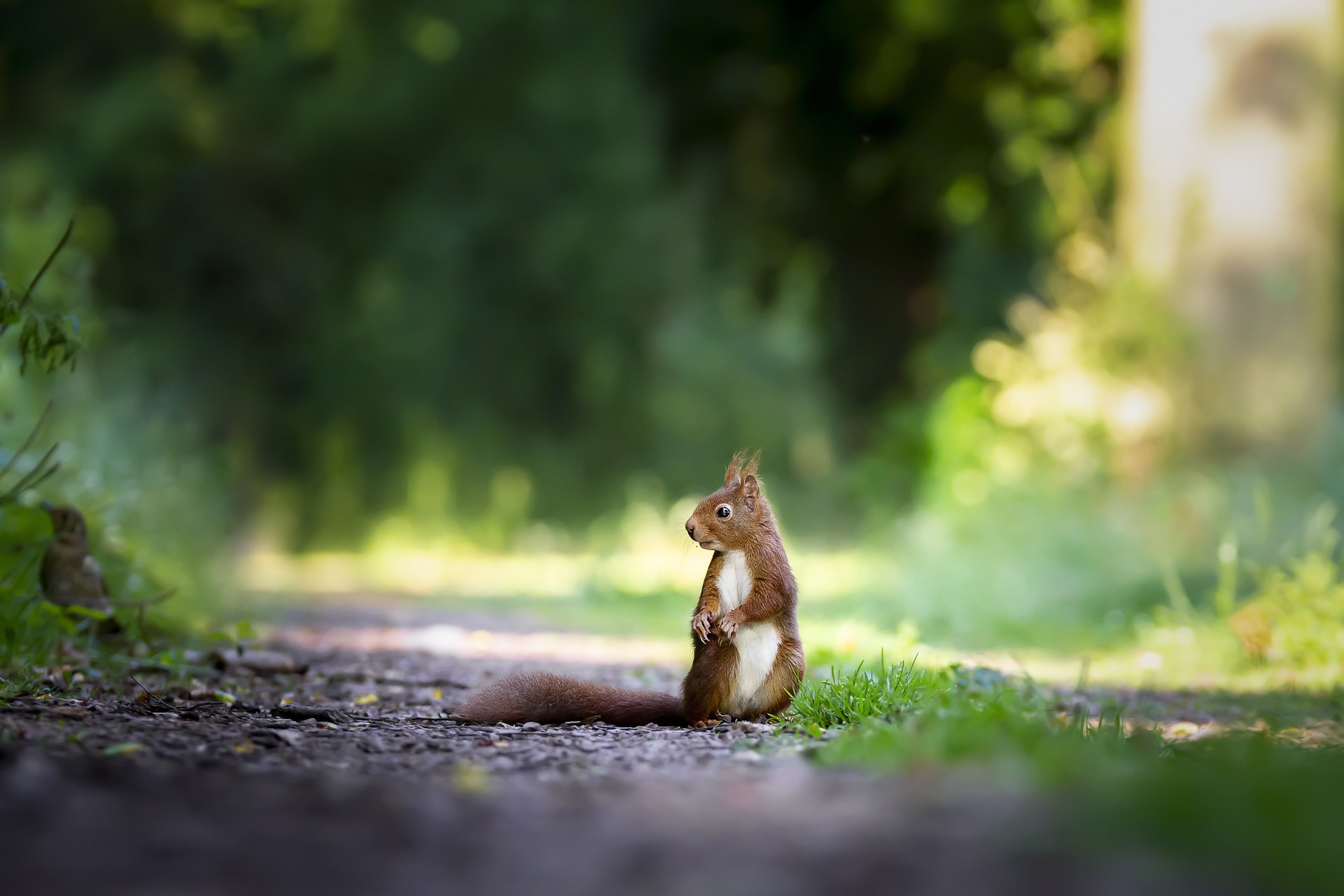 What Repels Squirrels? The 6 Best Ways to Get Rid of Squirrels for Good!