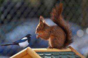 What is the Best Squirrel Proof Bird Feeder The 3 Best Squirrel Repellent Bird Feeder Products!