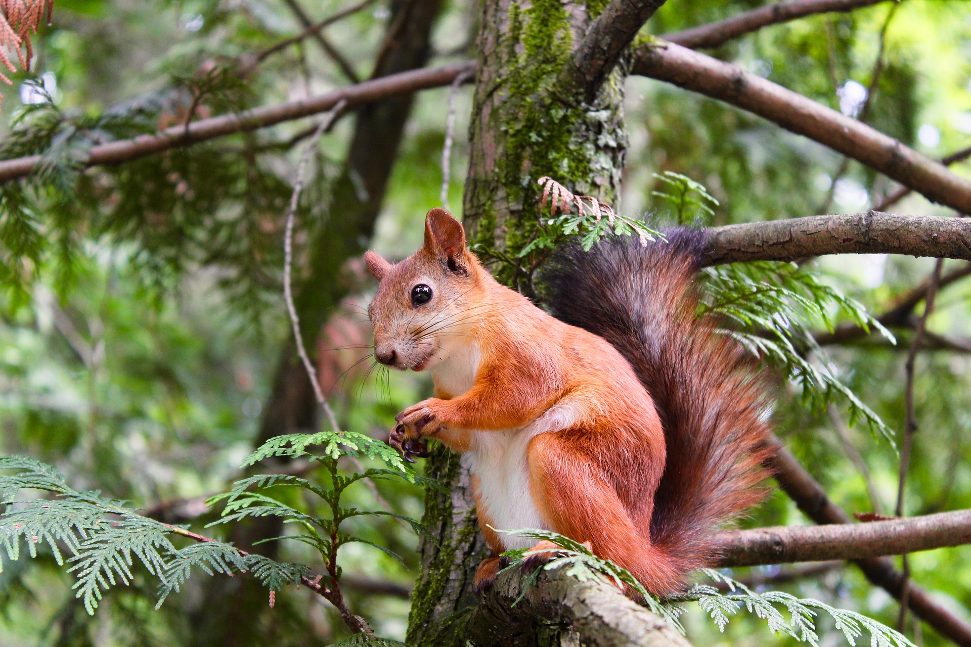 What is the Best Squirrel Repellent 3 Natural Squirrel Repellent Spray Products that Work