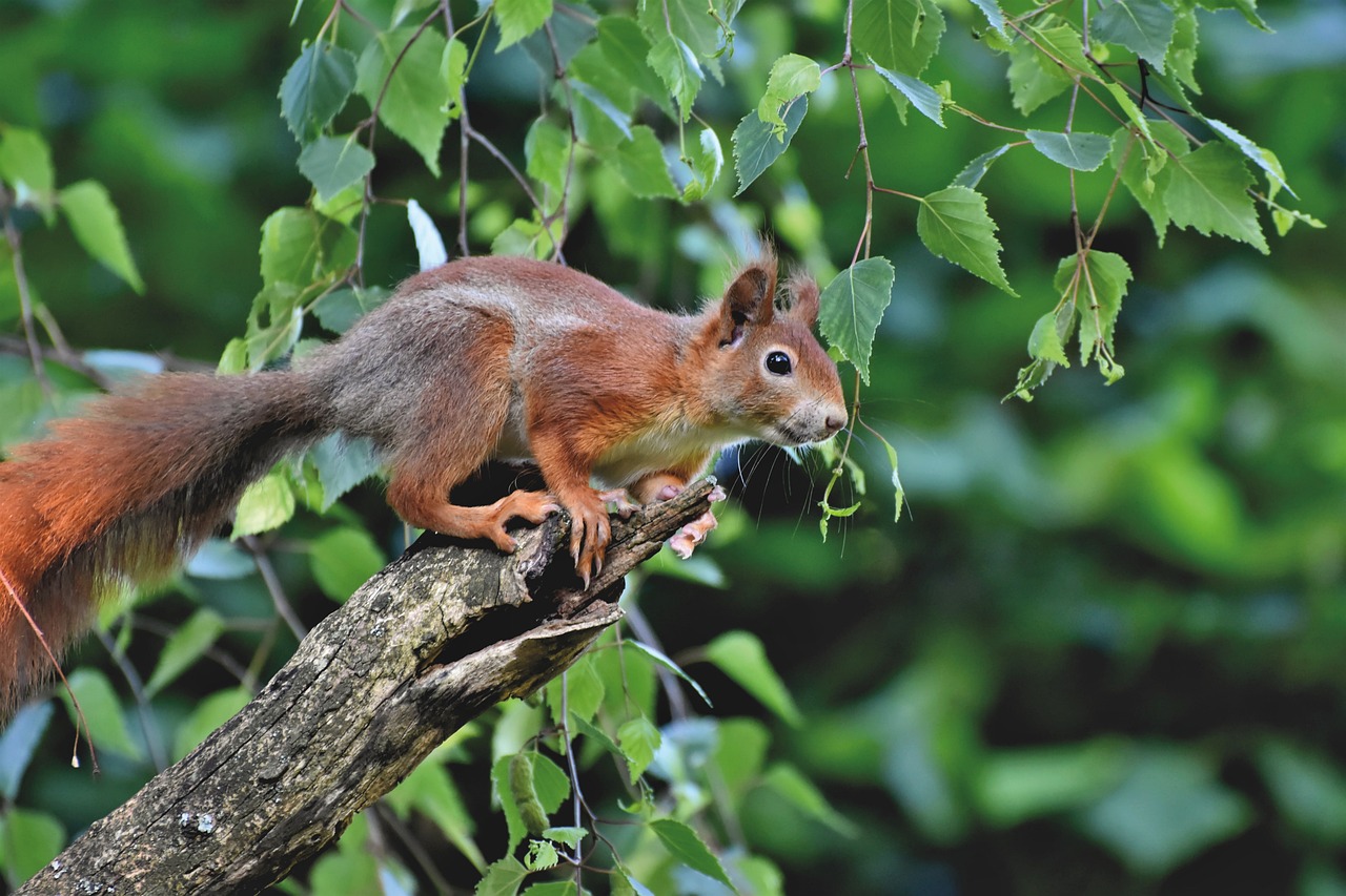 How to Keep Squirrels Out of the Garden!