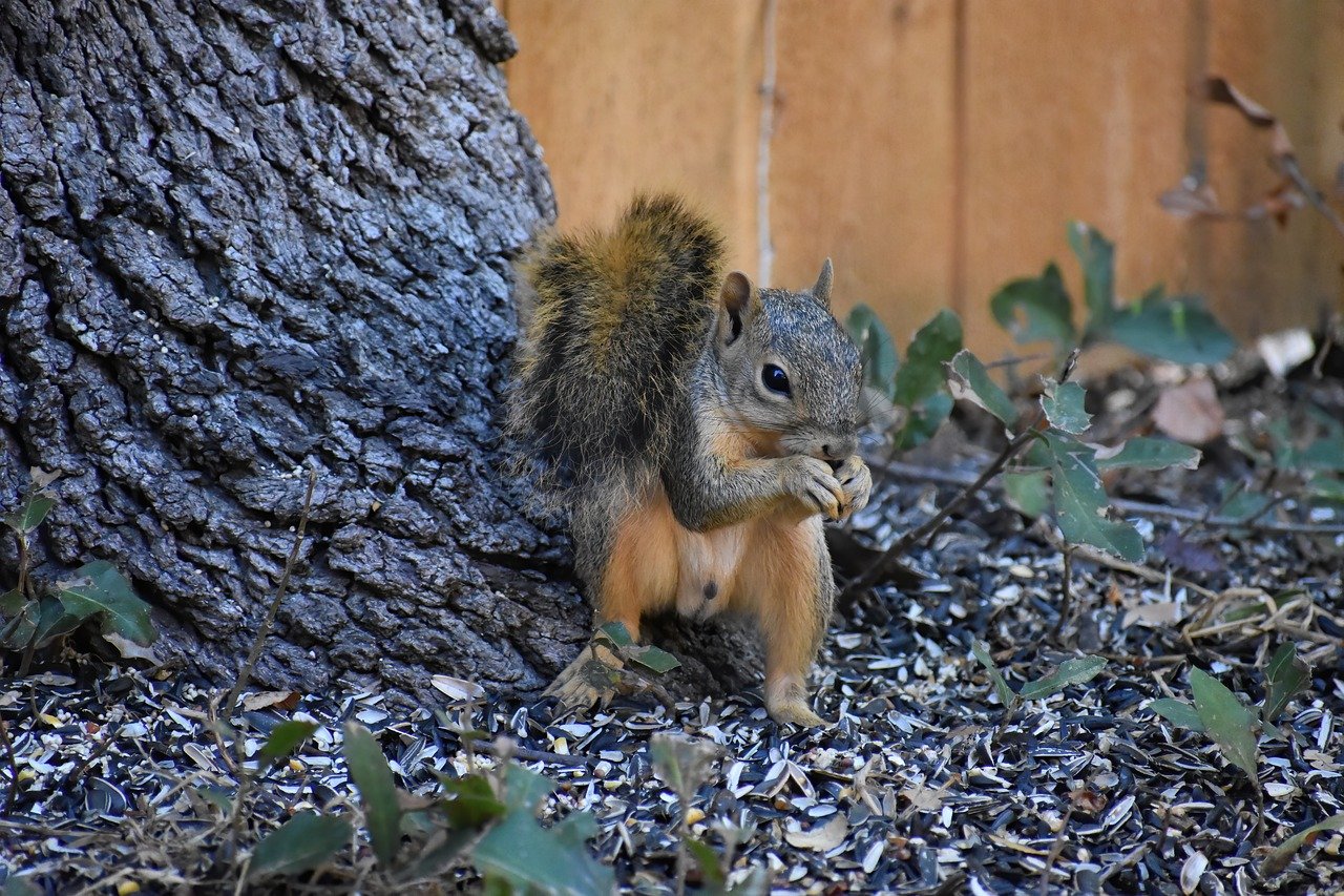 Looking for the Best Way to Kill Squirrels These Methods are Far More Effective!